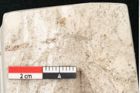 Foto (Detailansicht) von Glyptostrobus europaeus Brongniarti (NHMW-GEO-2024-0188-8195b)